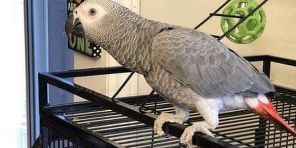 The Cost of Owning an African Grey Parrot: A Comprehensive Guide